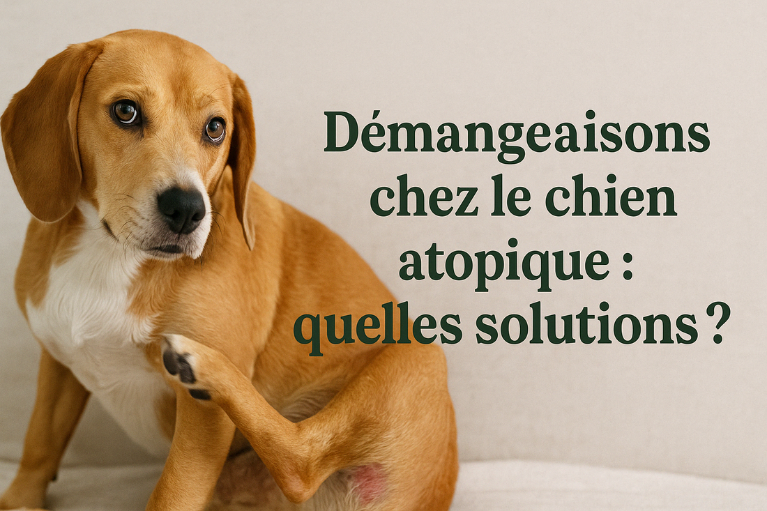 Dermatite du chien : pourquoi les traitements classiques échouent (et quoi faire)