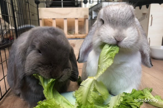 💧 Hydratation chez le Lapin : Pourquoi elle est Vitale (à l’intérieur comme à l’extérieur)