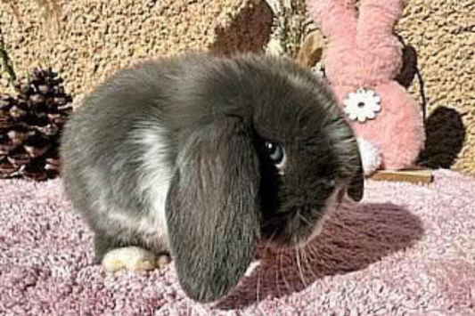 🐰🌿 Guide Complet : Bien Gérer la Mue du Lapin