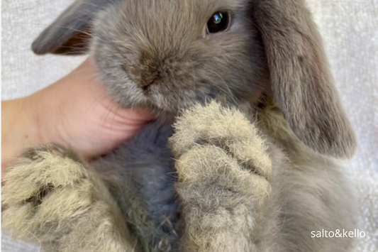 🐾 Ce qu’on ne vous dit jamais sur les pattes du lapin