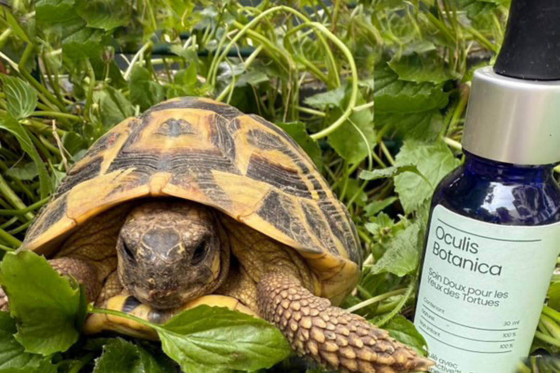 Les Yeux des Tortues : Sensibilité et Soins Spécifiques