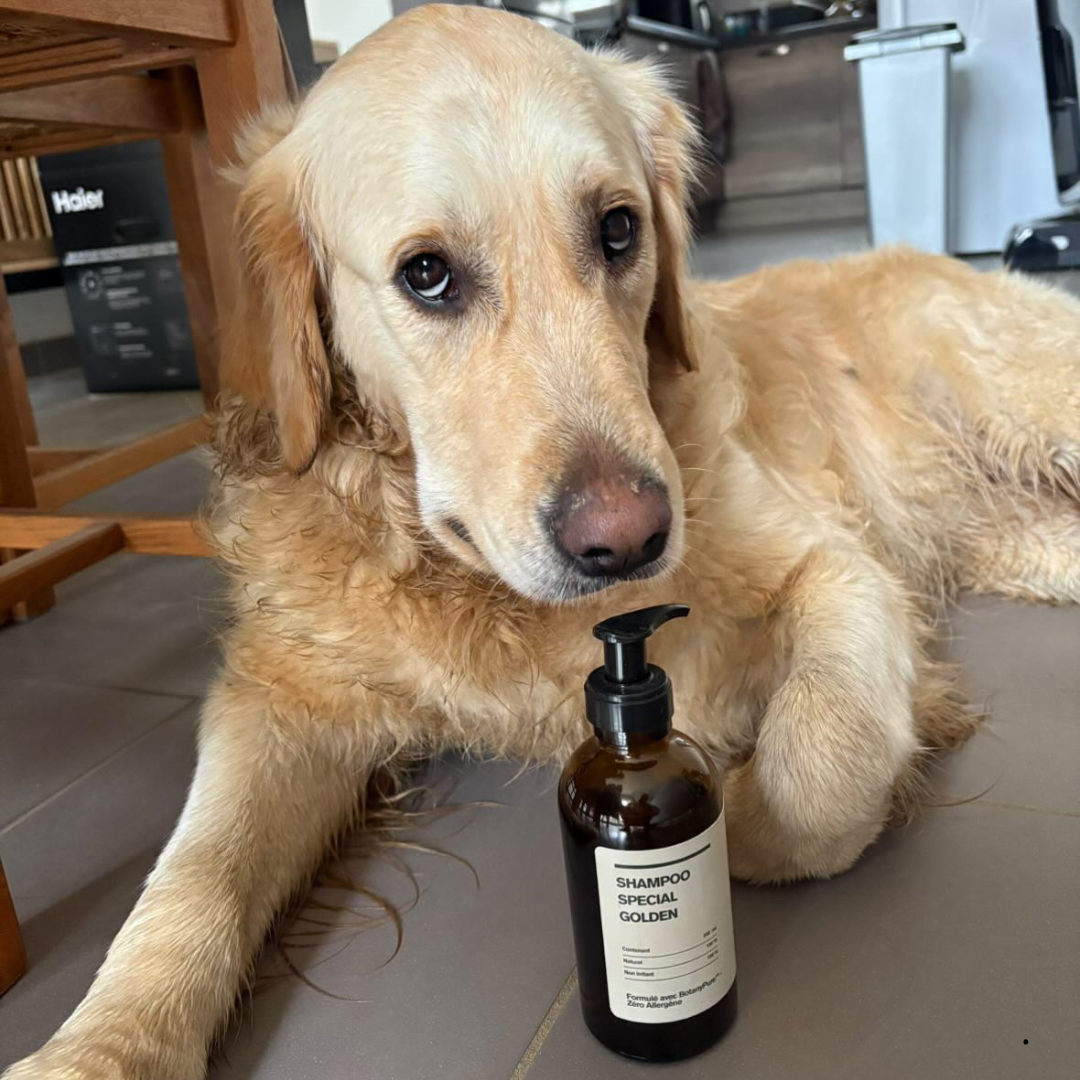 Shampoing Spécial Golden