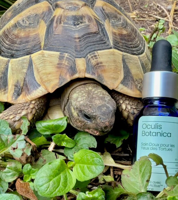 Soin Oculaire Naturel pour Tortue – Ultra Doux