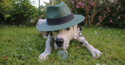 Crème solaire pour chien : est-ce vraiment utile ?