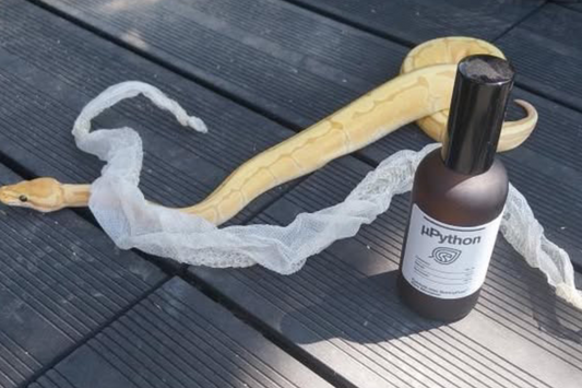 Mue chez le serpent : pourquoi elle est vitale… et comment éviter les mauvaises surprises