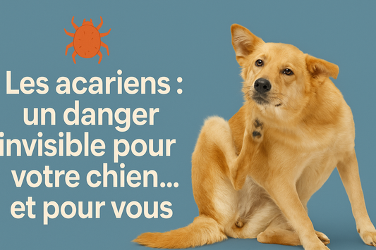 Les acariens : un danger invisible pour votre chien… et pour vous