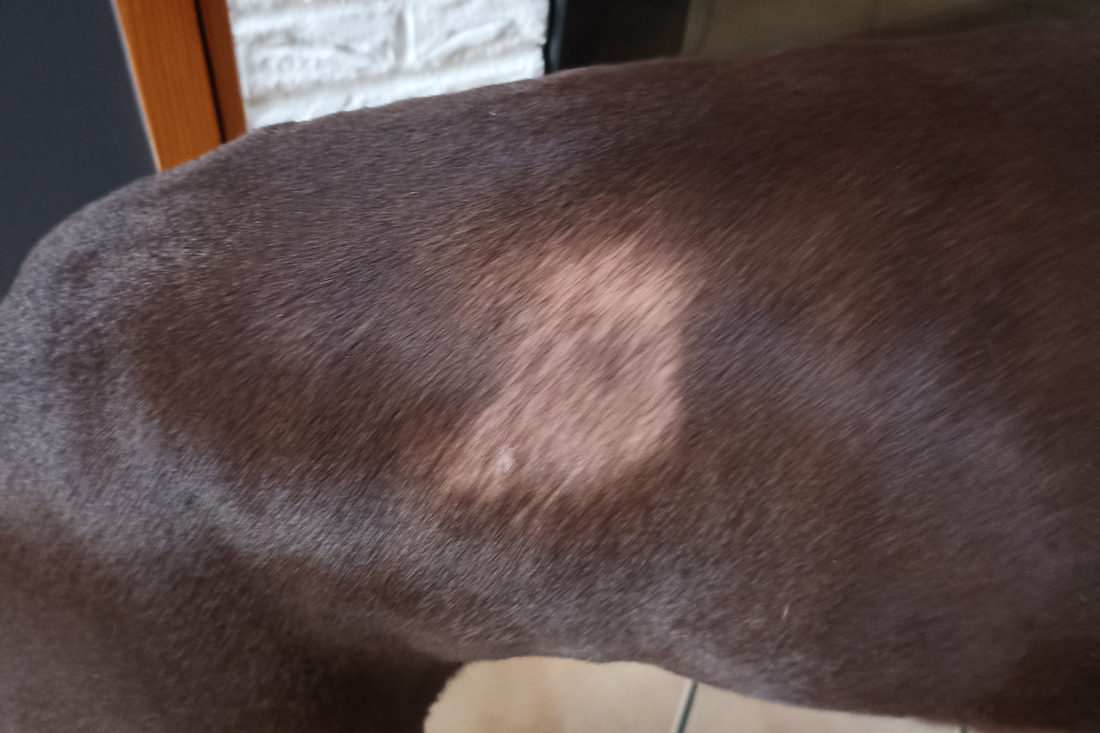Alopécie canine : causes, solutions, et routine naturelle efficace