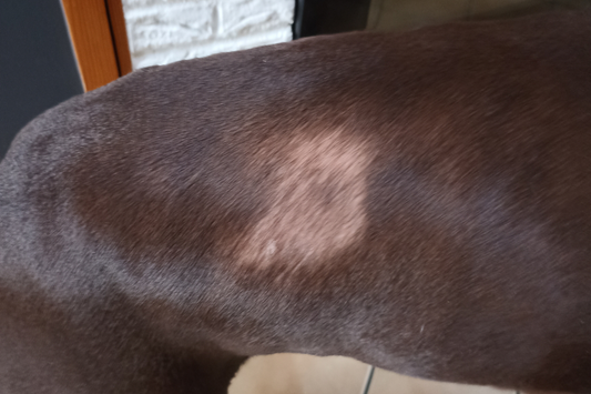 Alopécie canine : causes, solutions, et routine naturelle efficace
