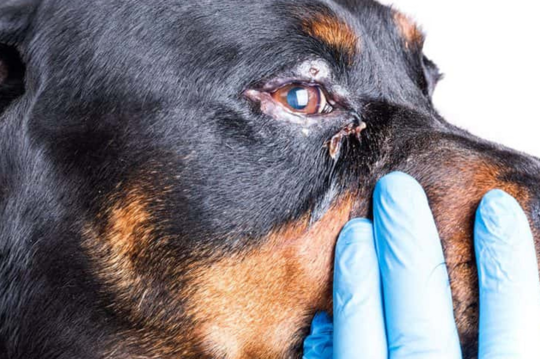 Conjonctivite canine : apaiser sans antibiotiques
