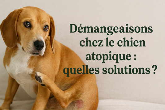 Dermatite du chien : pourquoi les traitements classiques échouent (et quoi faire)