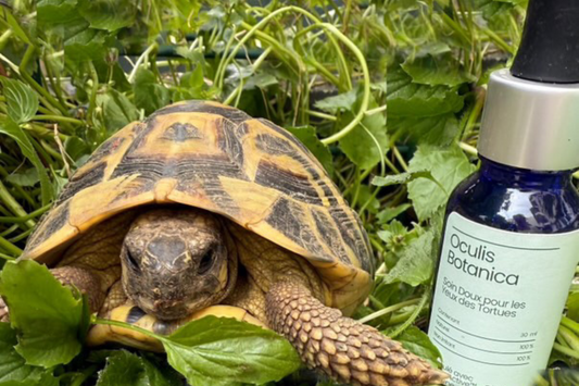 Les Yeux des Tortues : Sensibilité et Soins Spécifiques