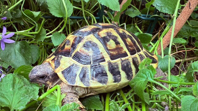 Carapace de tortue : ce qu’on ne vous dit jamais