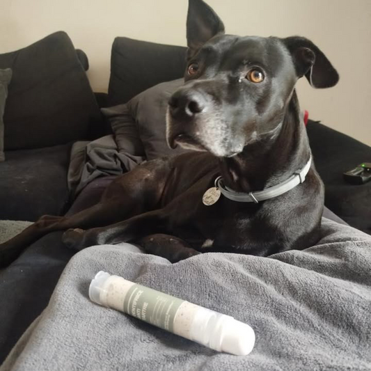 Dentifrice Chien XXL Anti-Tartre – Le Tube Unique qui change tout !