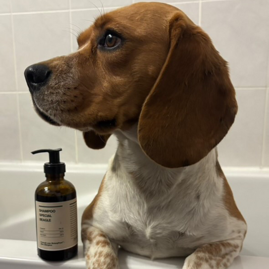 Shampoing spécial Beagle
