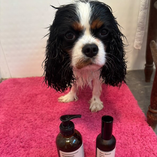 Shampoing spécial Cavalier King Charles Noir & Blanc