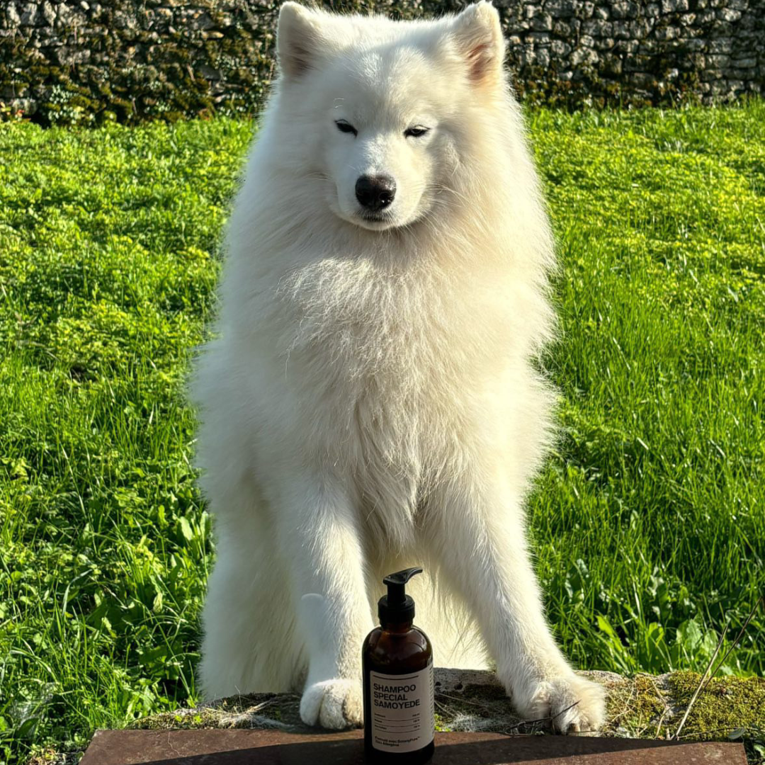 Shampoing Spécial Samoyède