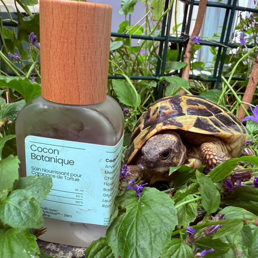 Cocon Botanique : Soin Naturel Carapace Tortue