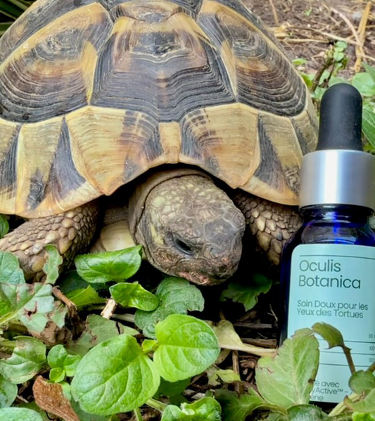 Soin Oculaire Naturel pour Tortue – Ultra Doux